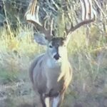 Steve Austin Instagram - Broken Skull Ranch Tilden, TX #tbt #texas
