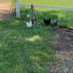 Steve Austin Instagram - 🔊⬆️ Chickens 3:16 #saturday #freerangechickens