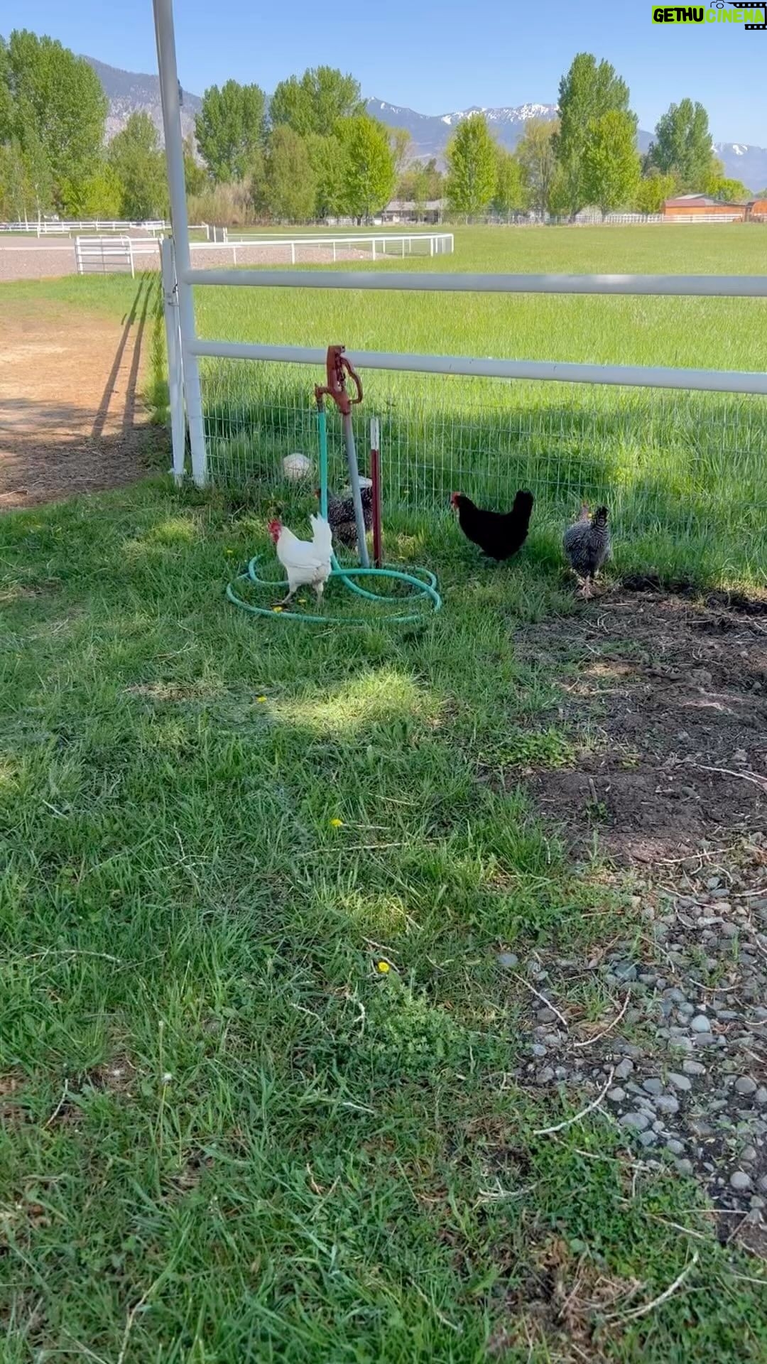 Steve Austin Instagram - 🔊⬆️ Chickens 3:16 #saturday #freerangechickens