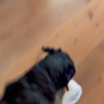 Steve Austin Instagram - 🔊⬆️ Monday morning hijinks with Cali… #labrador #blacklab #labsofinstagram