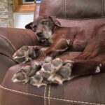 Steve Austin Instagram – Brownie has moved on to his next adventure. 
He was a helluva dog. I’m prouder than a game rooster to have rid with him. R.I.P.🐾