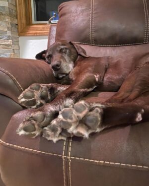 Steve Austin Instagram - Brownie has moved on to his next adventure. 
He was a helluva dog. I’m prouder than a game rooster to have rid with him. R.I.P.🐾