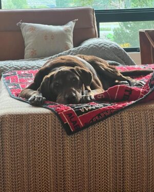 Steve Austin Instagram - Brownie has moved on to his next adventure. 
He was a helluva dog. I’m prouder than a game rooster to have rid with him. R.I.P.🐾