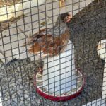 Steve Austin Instagram - Thanks to Brandon @silverstatebuildings for getting our chicken coop built and delivered. The chicks dig it.. Nice work! #chicken #chickencoop #eggs #usa #america #nevada Silver State Buildings Fallon, NV