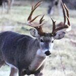 Steve Austin Instagram - Broken Skull Ranch Tilden, TX #tbt #texas