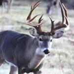 Steve Austin Instagram – Broken Skull Ranch
Tilden, TX
#tbt #texas