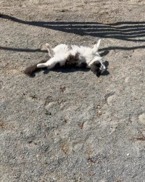 Steve Austin Instagram - Pancho
#tbt #cat #cats #catsofinstagram 
#barncat #brokenskullranch
