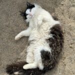 Steve Austin Instagram – Pancho
#tbt #cat #cats #catsofinstagram 
#barncat #brokenskullranch