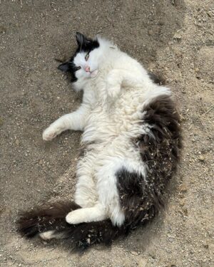 Steve Austin Instagram - Pancho
#tbt #cat #cats #catsofinstagram 
#barncat #brokenskullranch