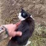 Steve Austin Instagram - Happy Thanksgiving from the Broken Skull Ranch! #horse #horseshit #shovelinghorseshit #cat #catsofinstagram #catlover #ranch #brokenskullranch #freedom #usa #america #🇺🇸 Pancho the Cat