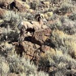 Steve Austin Instagram - 012, Nevada @nevadahuntingservices
