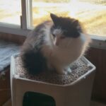 Steve Austin Instagram – Pancho the cat check in. 
#cat #catsofinstagram #cats 
#brokenskullranch