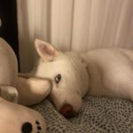 Sude Zülal Güler Instagram - bol patili dump 🐾