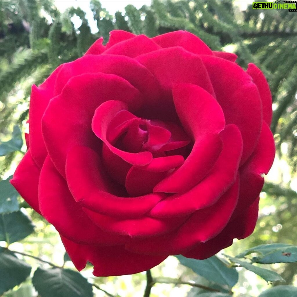 Sugar Lyn Beard Instagram - Walter’s roses lately