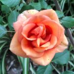 Sugar Lyn Beard Instagram - Walter’s roses lately