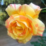 Sugar Lyn Beard Instagram - Walter’s roses lately