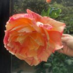 Sugar Lyn Beard Instagram - Walter’s roses lately