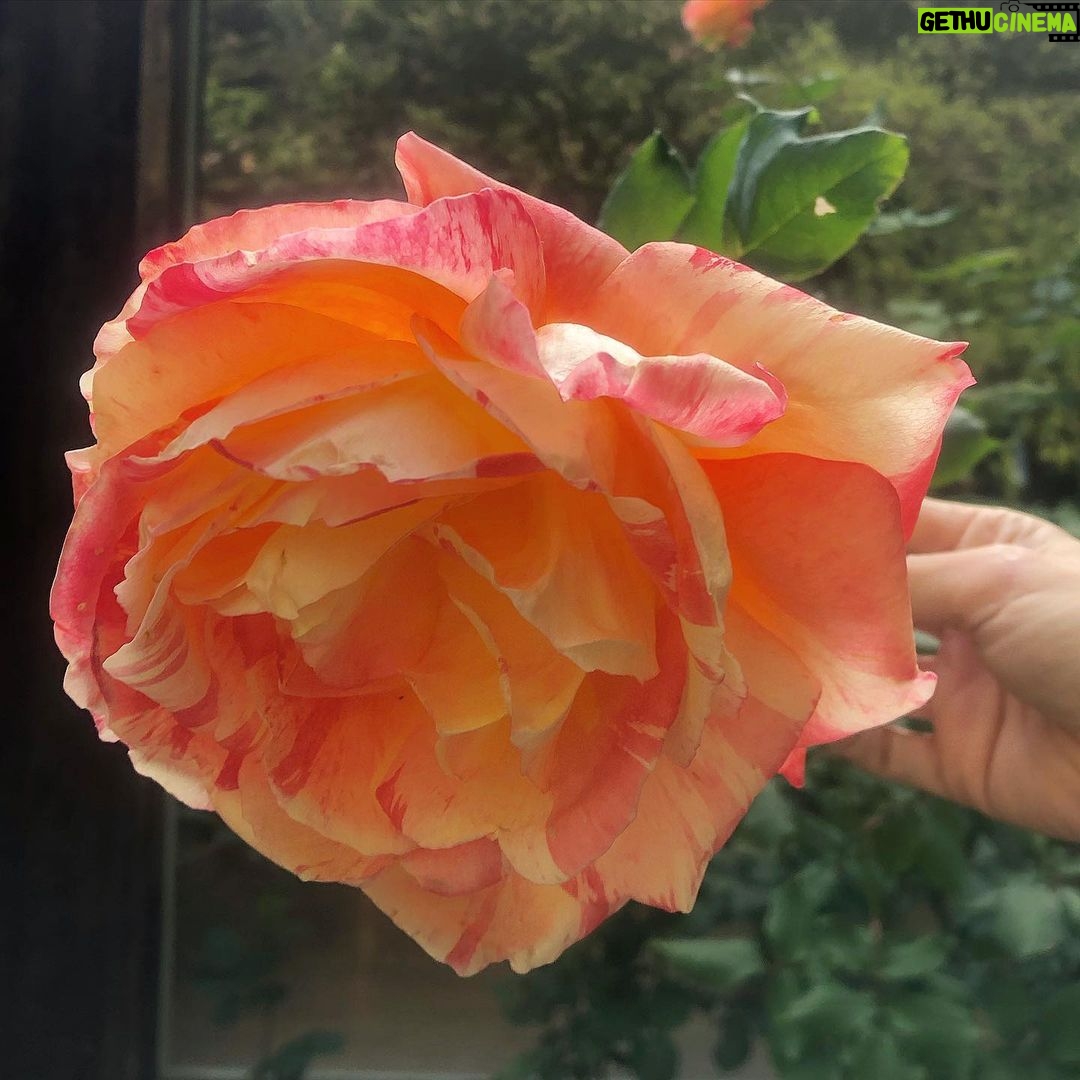 Sugar Lyn Beard Instagram - Walter’s roses lately