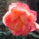 Sugar Lyn Beard Instagram - Walter’s roses lately