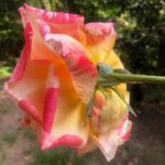 Sugar Lyn Beard Instagram - Walter’s roses lately