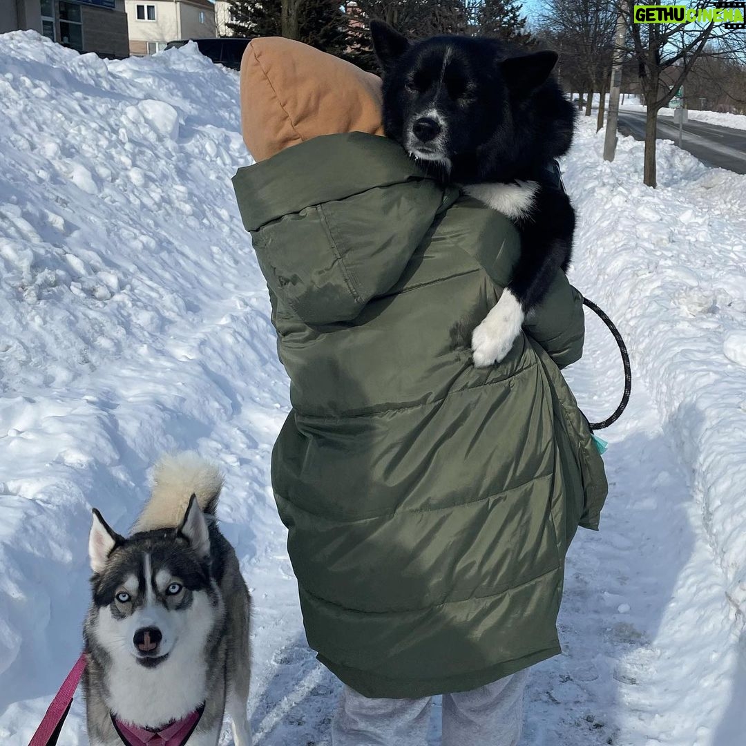 Sugar Lyn Beard Instagram - This is what happens when you raise your Husky in Southern California. Swipe for Oliver Boi’s emotional journey. #joypost4u