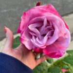 Sugar Lyn Beard Instagram - flower bombing ‘cause I love you and you deserve to see the most beautiful things