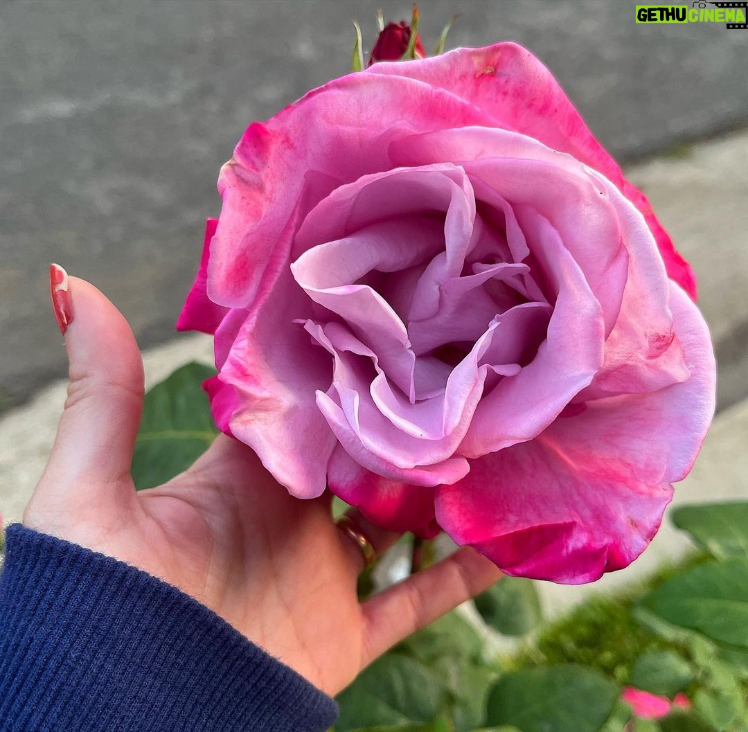 Sugar Lyn Beard Instagram - flower bombing ‘cause I love you and you deserve to see the most beautiful things