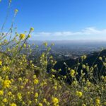 Sugar Lyn Beard Instagram – flower bombing ‘cause I love you and you deserve to see the most beautiful things