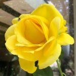 Sugar Lyn Beard Instagram - Walter’s roses lately