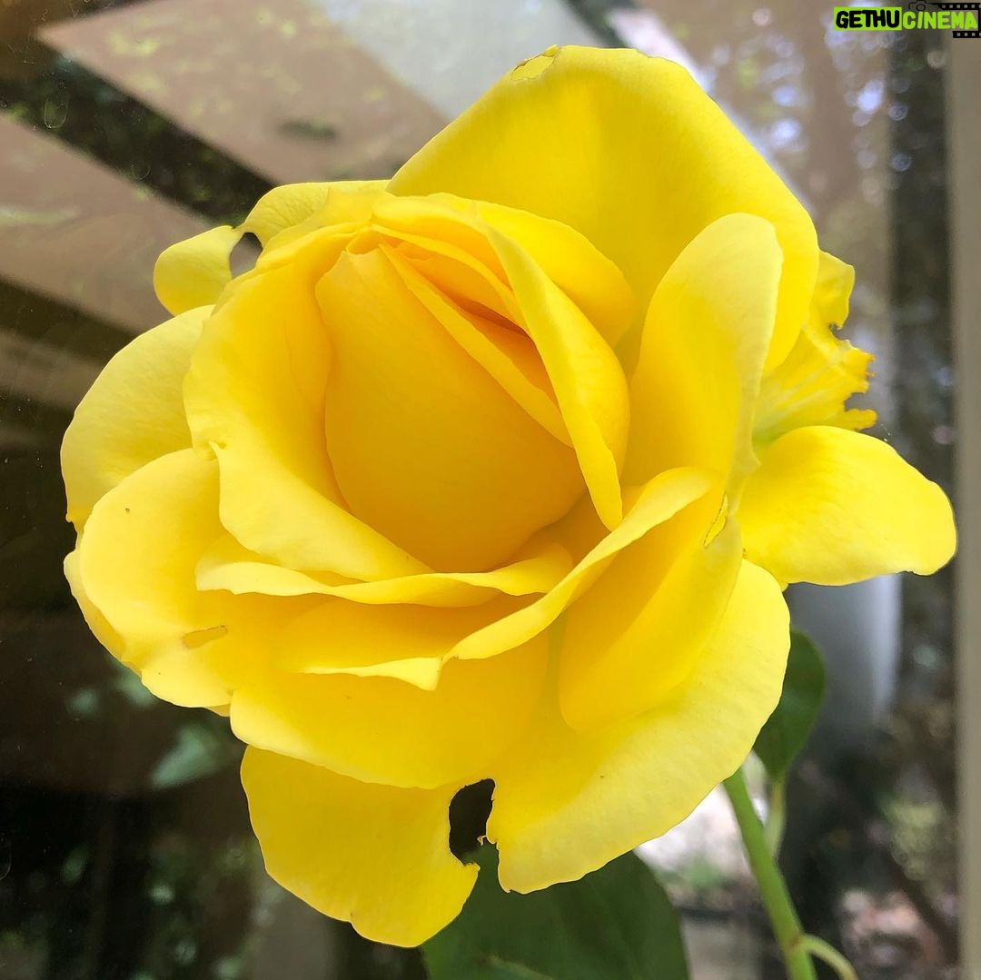Sugar Lyn Beard Instagram - Walter’s roses lately