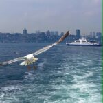 Sultan Elif Taş Instagram -