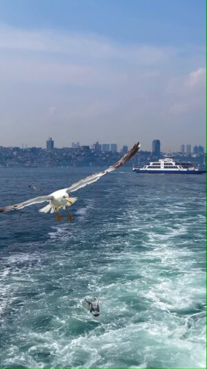 Sultan Elif Taş Instagram - 