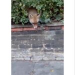 Susan Hoecke Instagram - How to „patina“ your new shoes… My friend changed his shoes on the street and then this happened: #pussinboots 🦊 vs. #pissonboots @alexbuerk London, United Kingdom