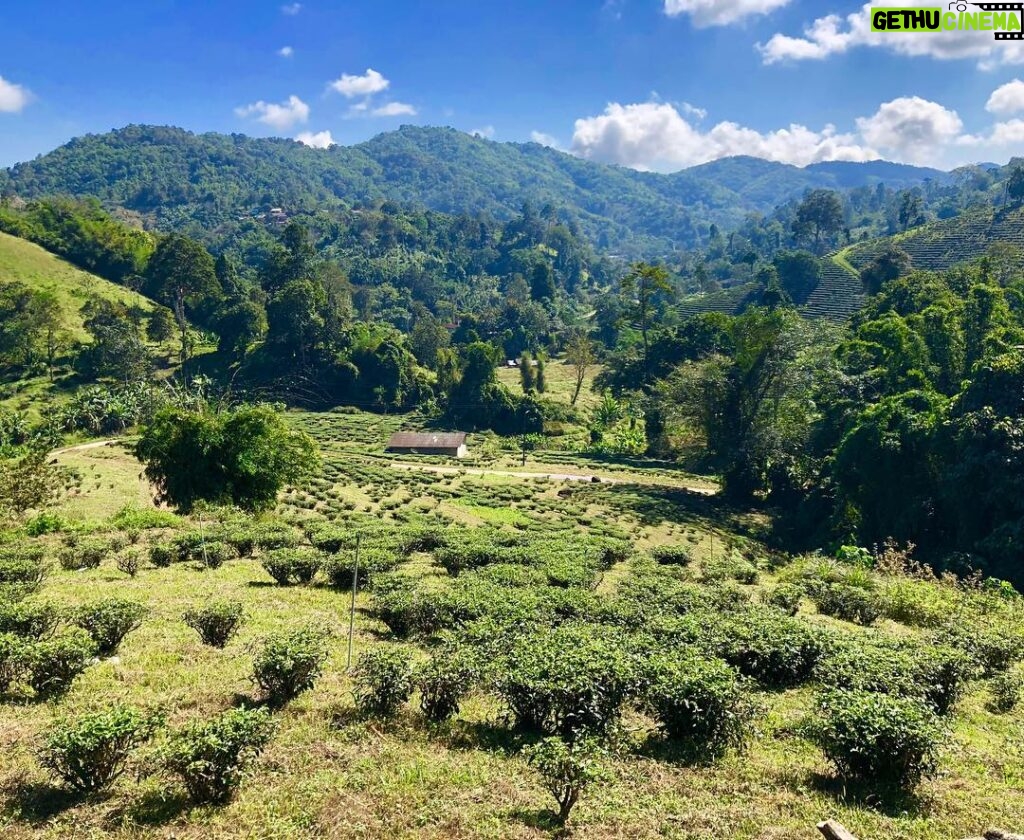 Susan Radder Instagram - Met de Chineze thee plantage.. klein Chinees dorpje midden in Thailand!🍃🍃 Chiang Rai Province