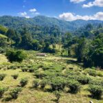 Susan Radder Instagram – Met de Chineze thee plantage.. klein Chinees dorpje midden in Thailand!🍃🍃 Chiang Rai Province