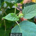 Suzu Yamanouchi Instagram - 可愛いうちの子たち🌱 ラストはコンポスト