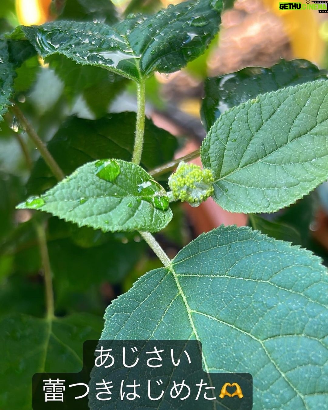 Suzu Yamanouchi Instagram - 可愛いうちの子たち🌱 ラストはコンポスト