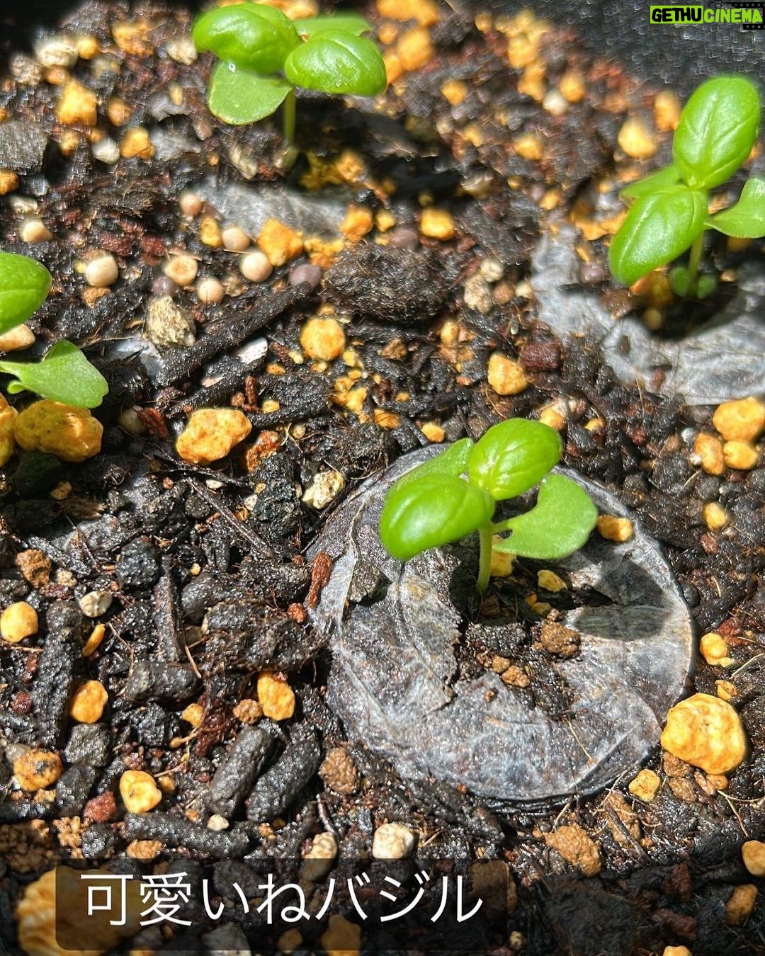 Suzu Yamanouchi Instagram - 可愛いうちの子たち🌱 ラストはコンポスト