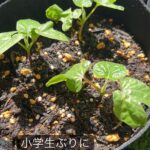 Suzu Yamanouchi Instagram - 可愛いうちの子たち🌱 ラストはコンポスト