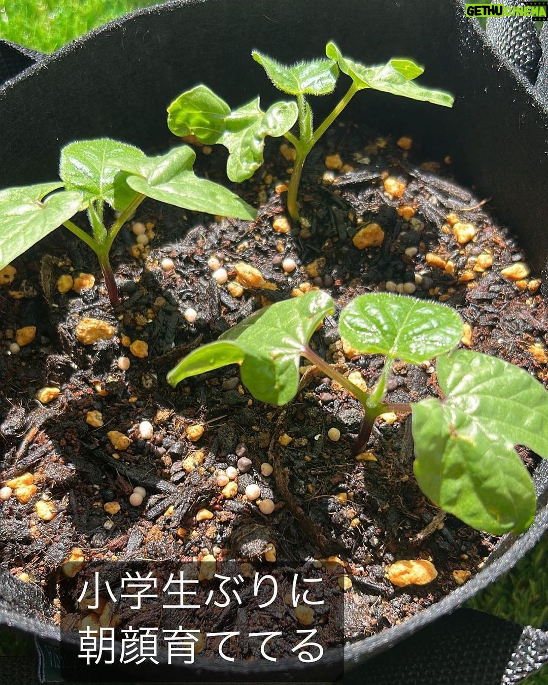 Suzu Yamanouchi Instagram - 可愛いうちの子たち🌱 ラストはコンポスト
