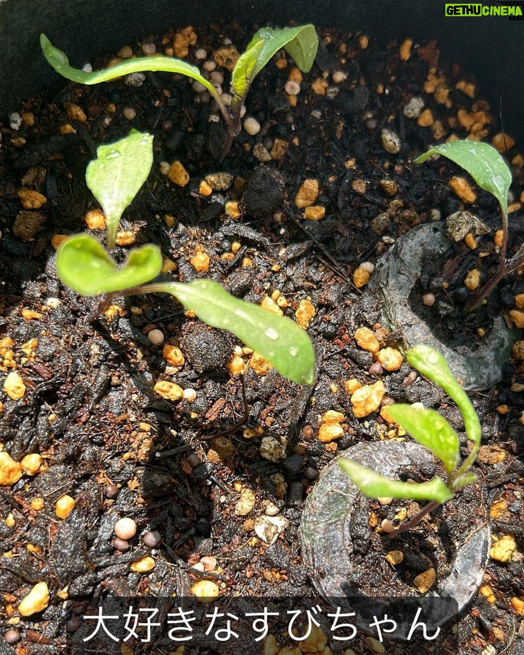 Suzu Yamanouchi Instagram - 可愛いうちの子たち🌱 ラストはコンポスト