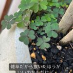 Suzu Yamanouchi Instagram - 可愛いうちの子たち🌱 ラストはコンポスト