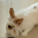 Svetlana Loboda Instagram - проснулась, почитала новости и офигела …. нашла старую Leica …. начала снова снимать последнее фото - наше « сегодня»