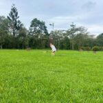 Sydney Sweeney Instagram - sweet home australia Australia