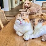 Sylvester Stallone Instagram – Look who’s coming to Dinner !Buster and Angry Mabel