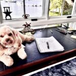 Sylvester Stallone Instagram – My buddy “BILLY” you never know where you’re going to get help writing your next screenplay… Thank you, my furry friend.