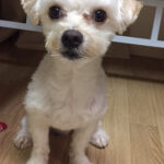 Syuya Sunagawa Instagram - 砂川。からの犬！！！ #撮影#モデル#カメラ#楽しい#綺麗#黒#沖縄#東京#学校#川#自然#犬#愛犬#可愛い#会いたい