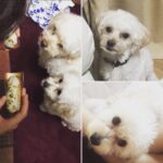 Syuya Sunagawa Instagram – うちのルパンとチャッピーのせとく。
あいてぇ。

#イケ家#犬#わんこ