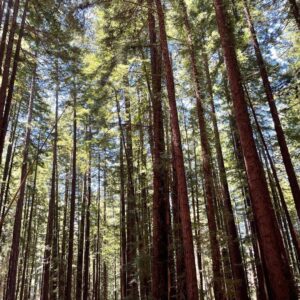 T.J. Thyne Instagram - “…from California to the New York island, from the redwood forest to the Gulf Stream waters
This land was made for you and me”. Roadtrip NoCal 2021 🚗 🌲