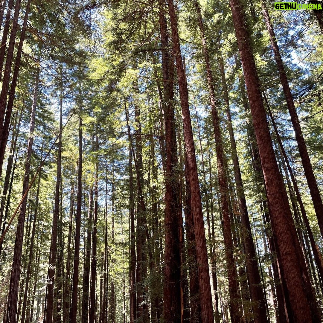 T.J. Thyne - 14.2K Likes - “…from California to the New York island, from the redwood forest to the Gulf Stream waters
This land was made for you and me”. Roadtrip NoCal 2021 🚗 🌲